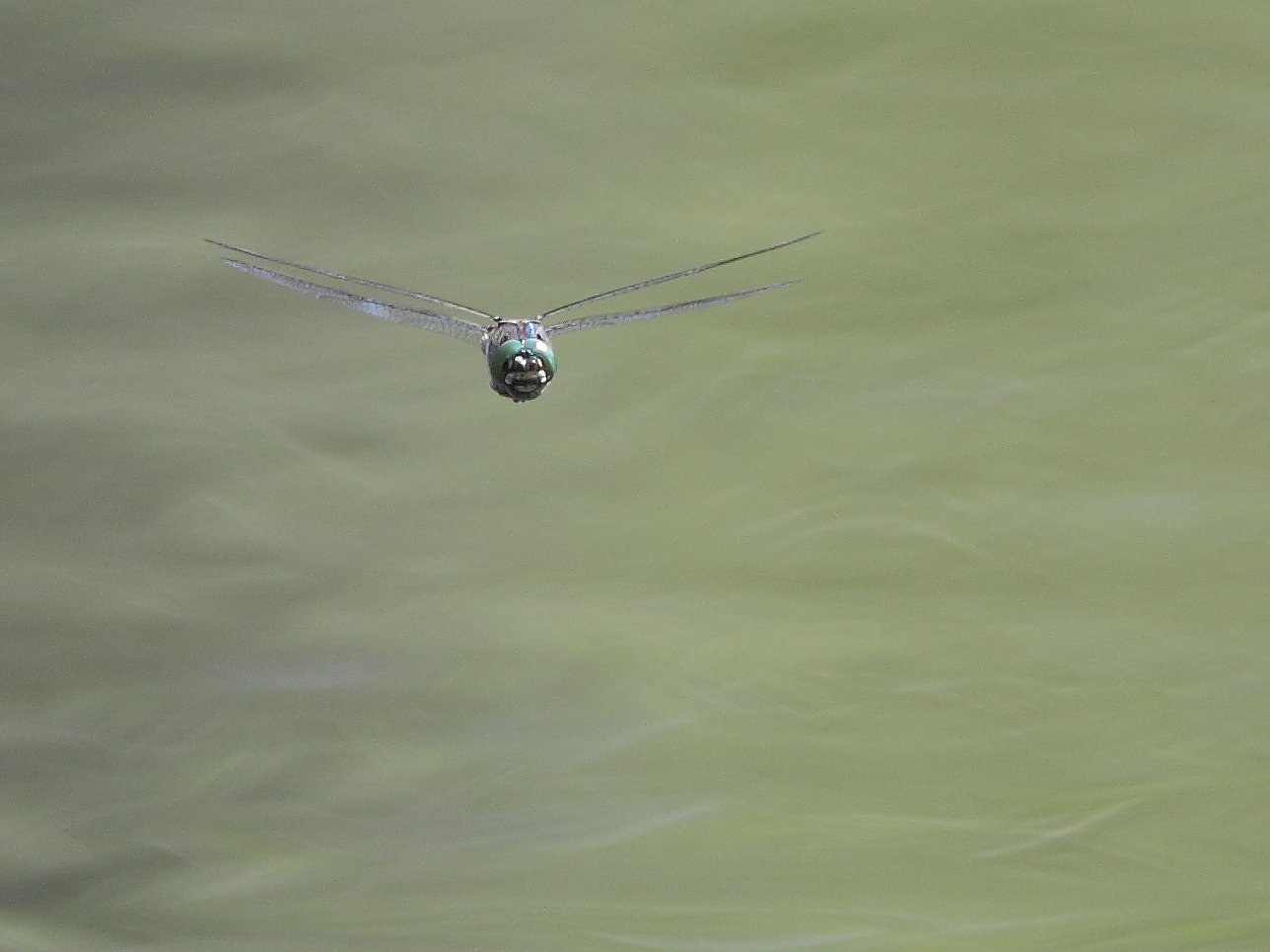 ��̕���