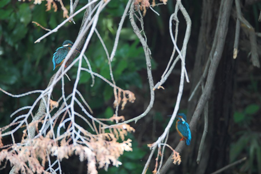 ��̕���