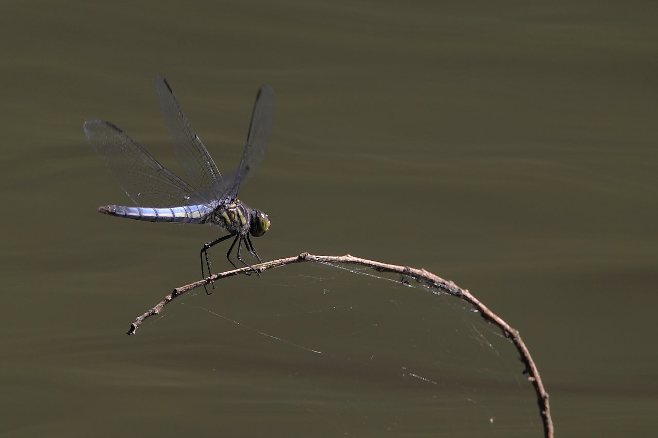 ��̕���