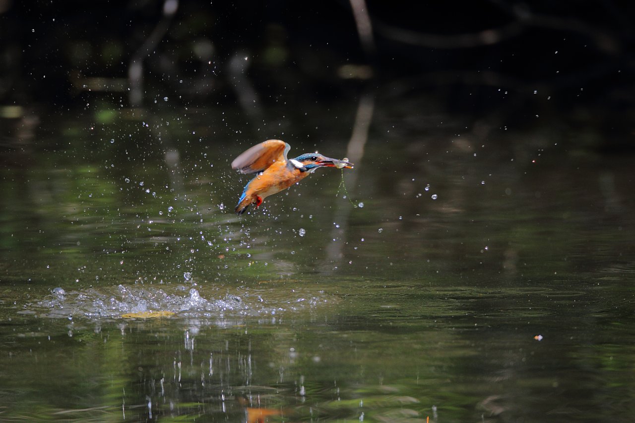 ��̕���