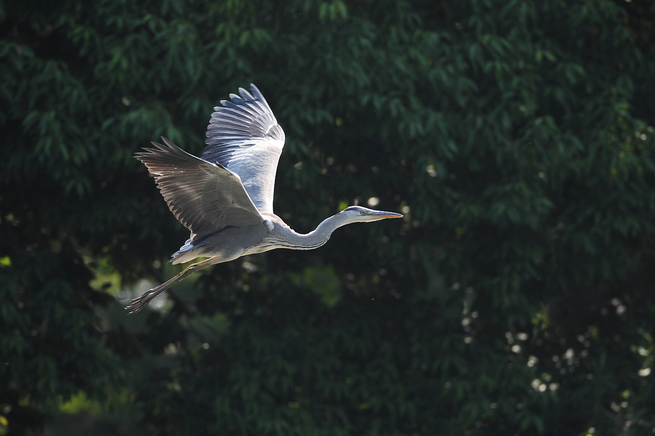 ��̕���