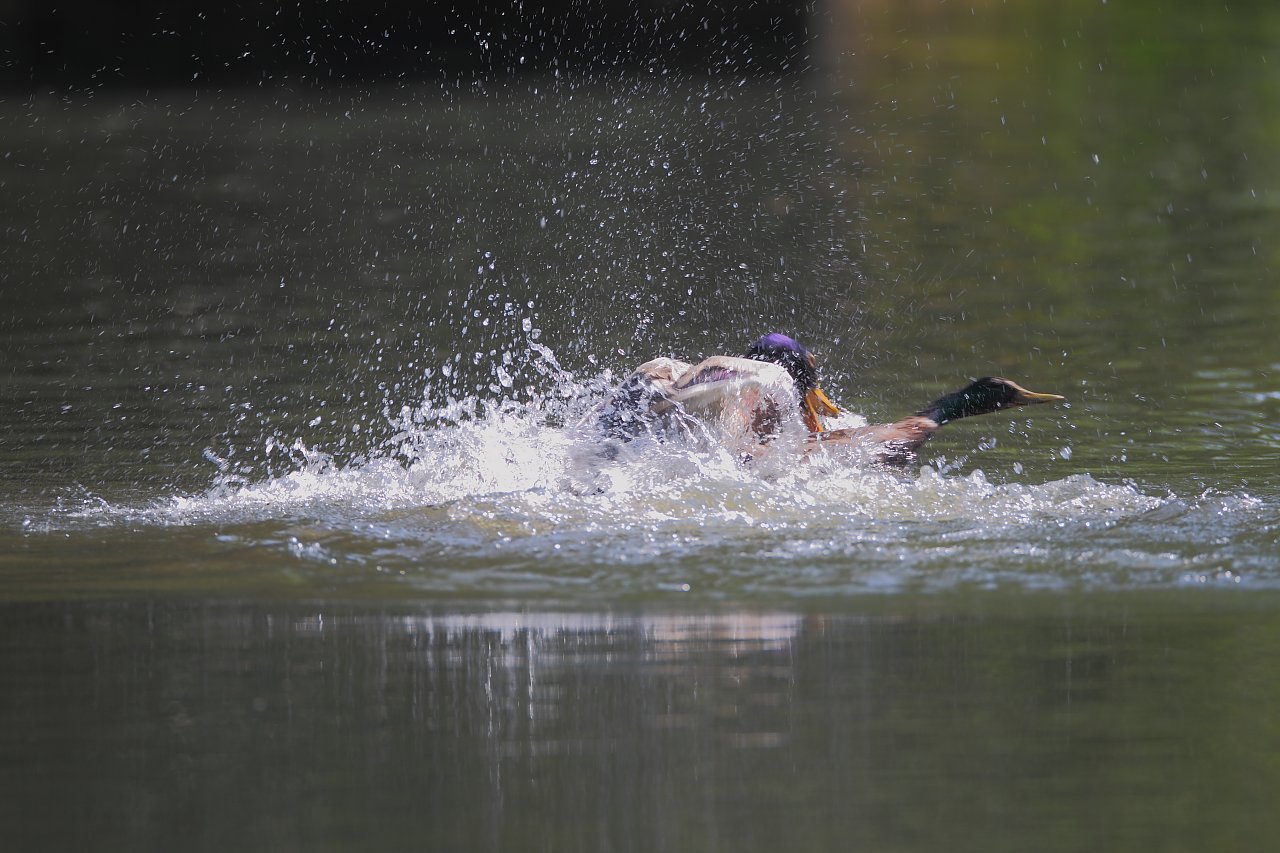 ��̕���