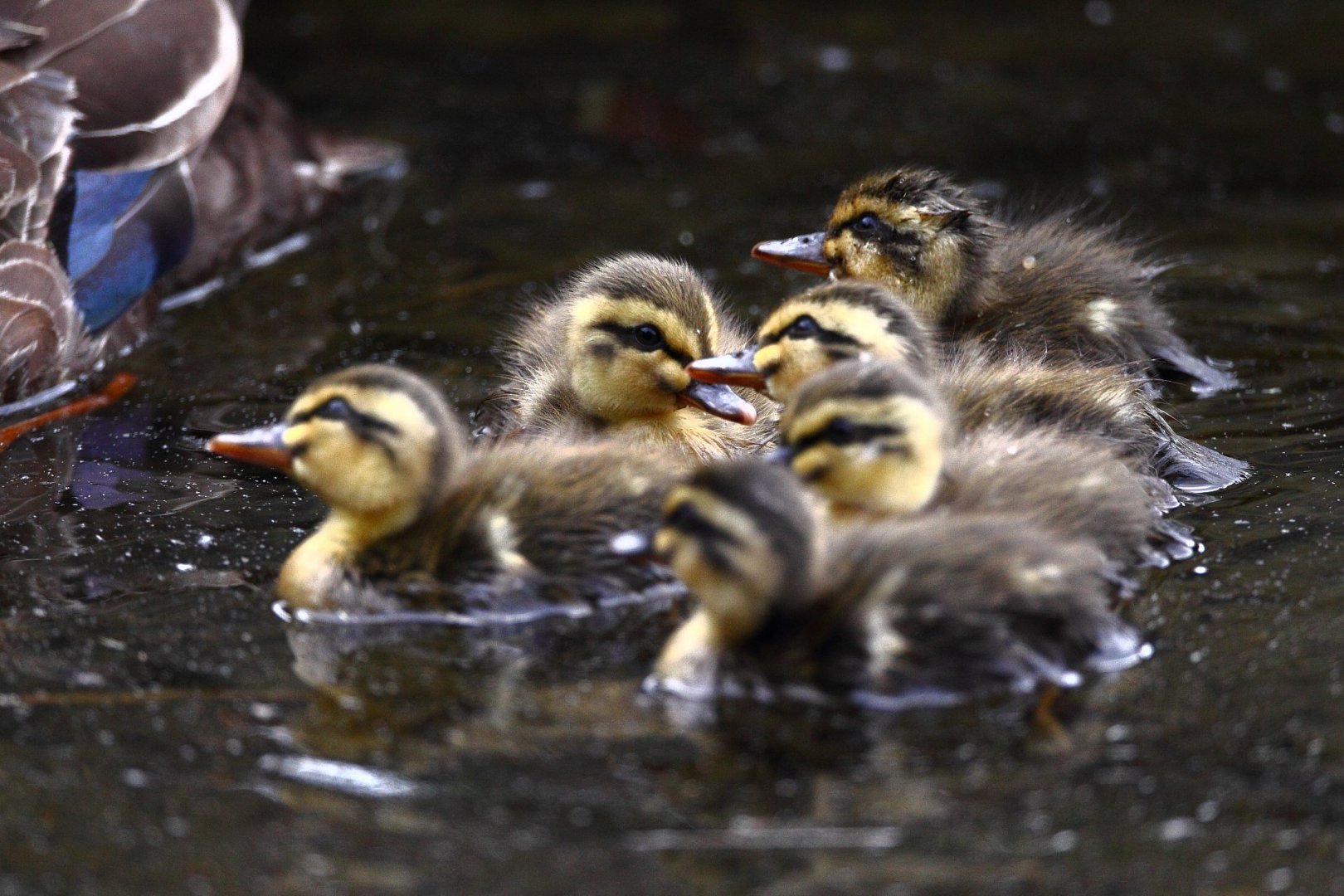 ��̕���