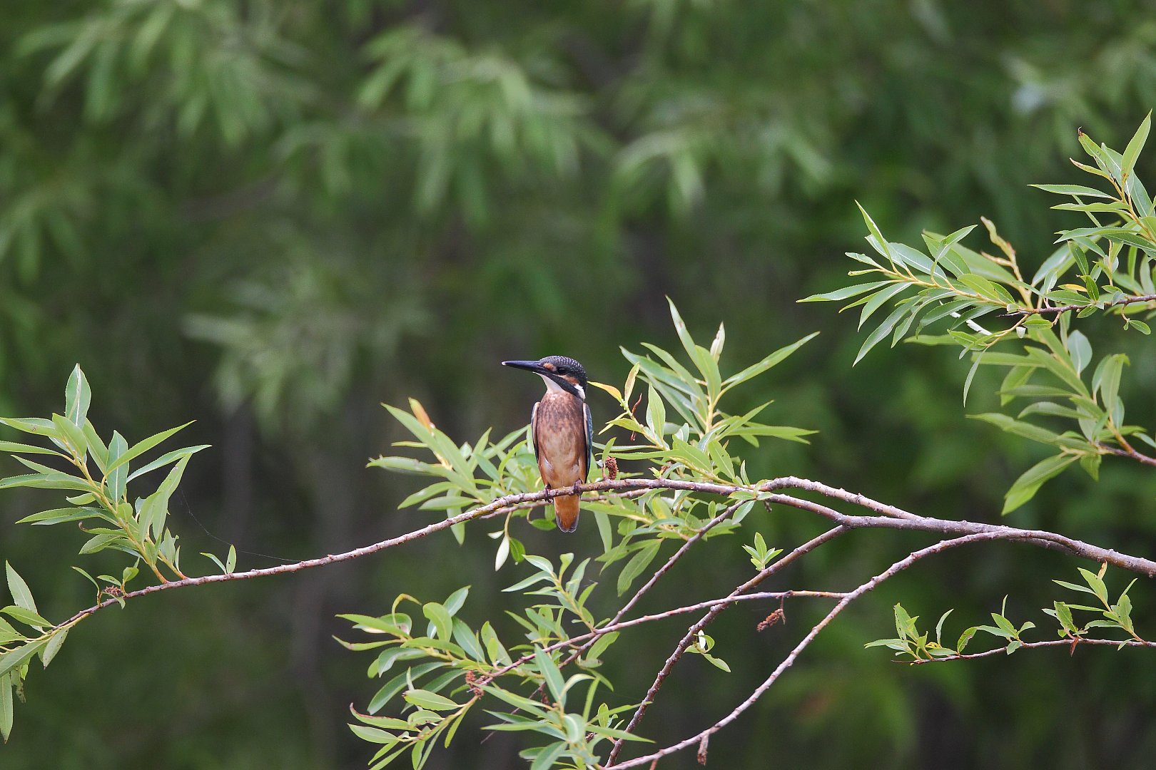 ��̕���