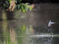 ��̕���