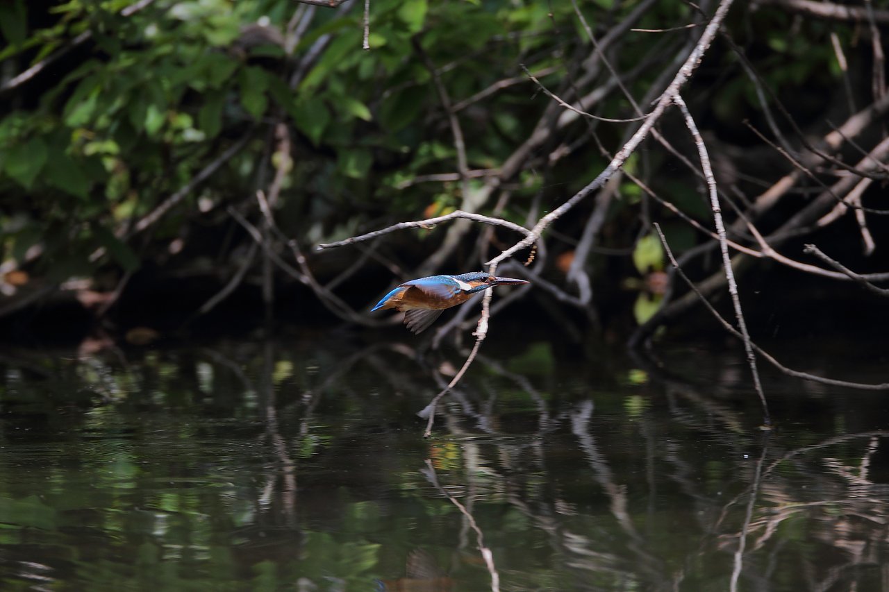 ��̕���