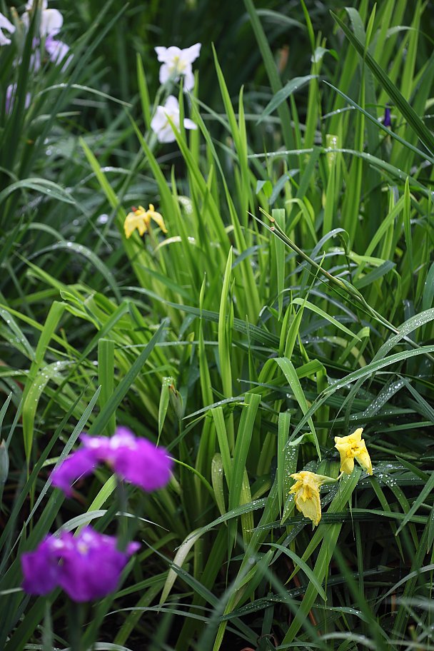 ��̕���