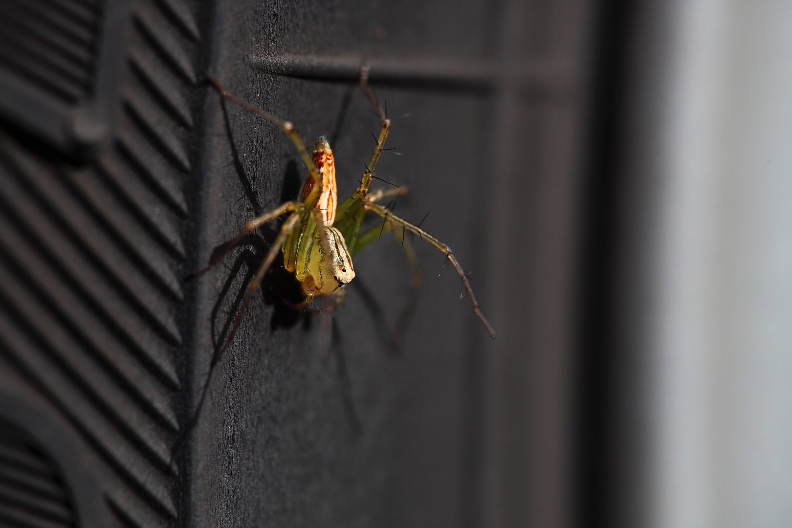 ��̕���