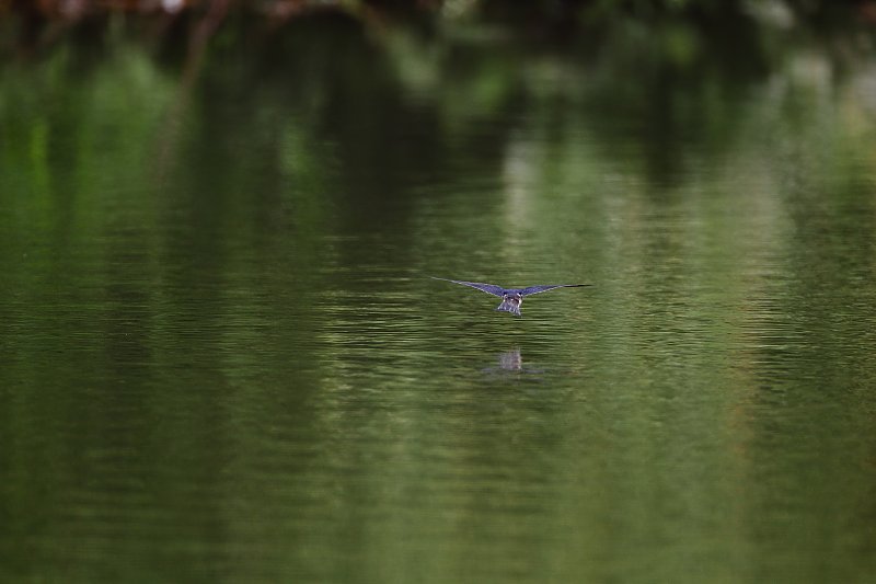 ��̕���