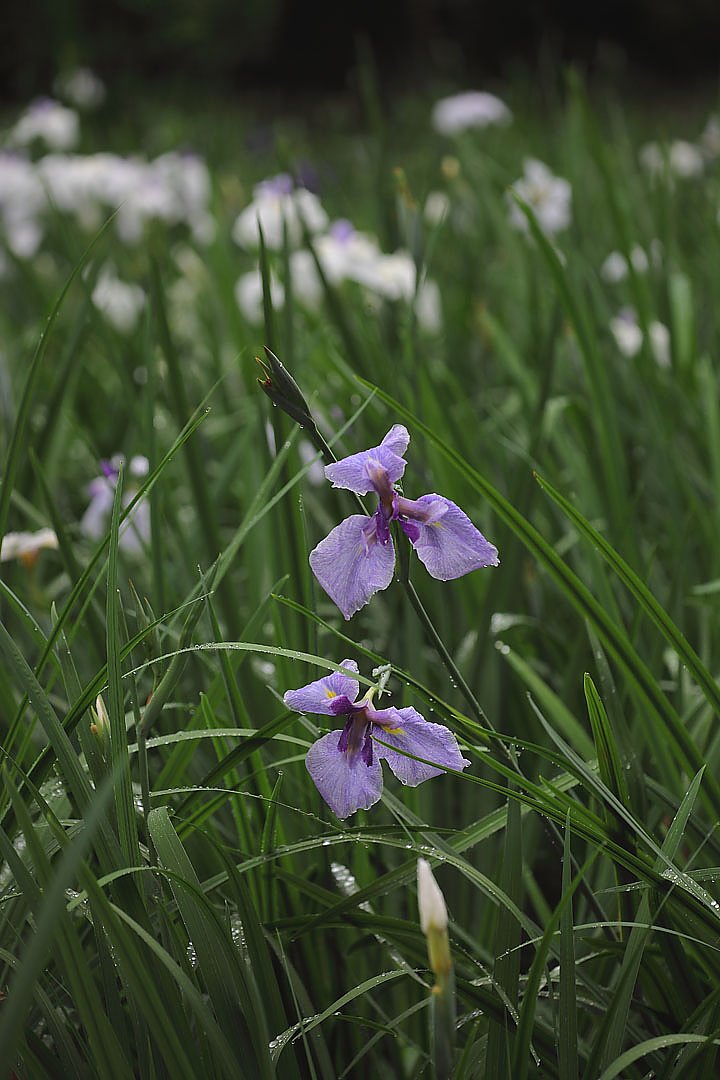 ��̕���