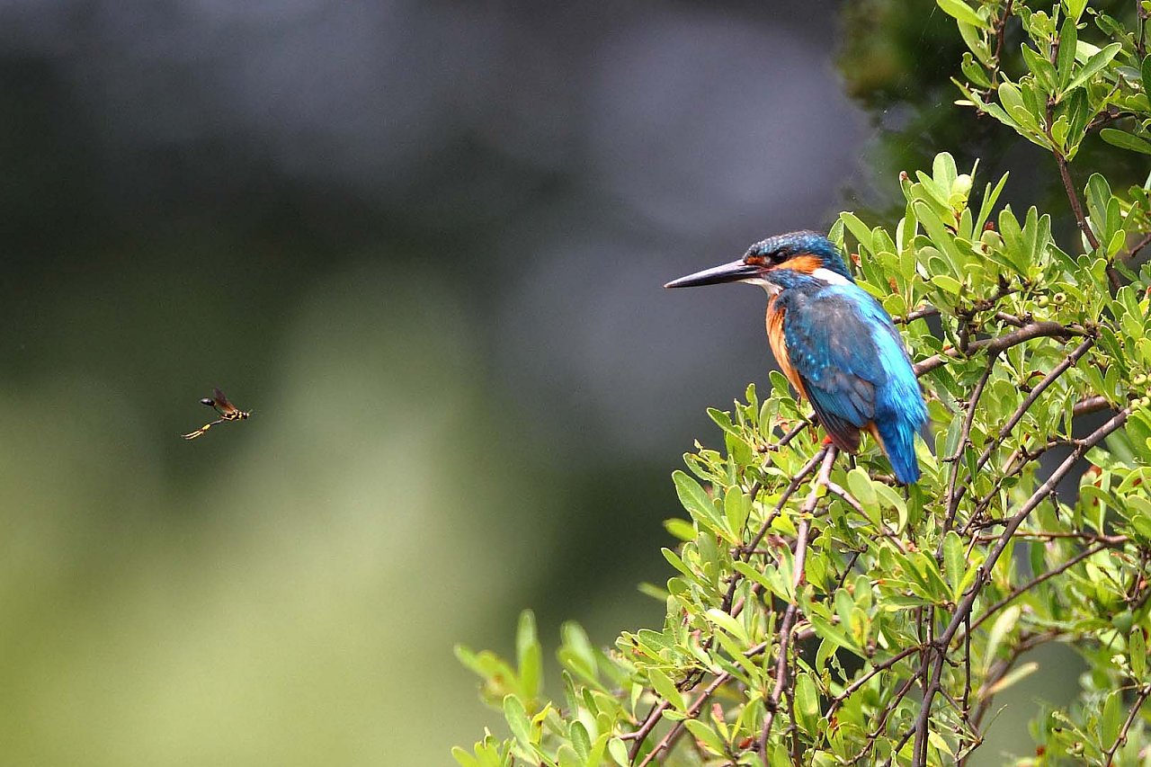 ��̕���