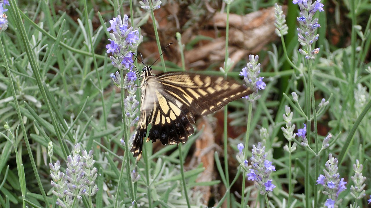 ��̕���