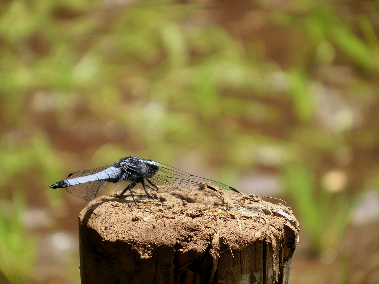 ��̕���