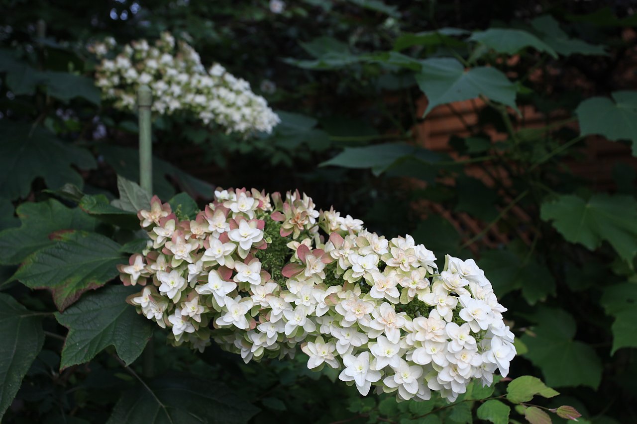 ��̕���