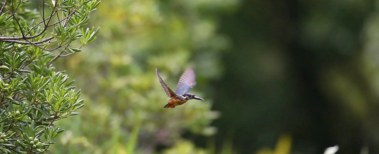 ��̕���