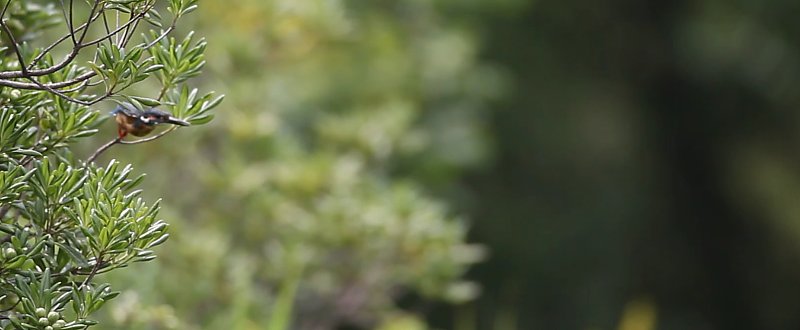 ��̕���