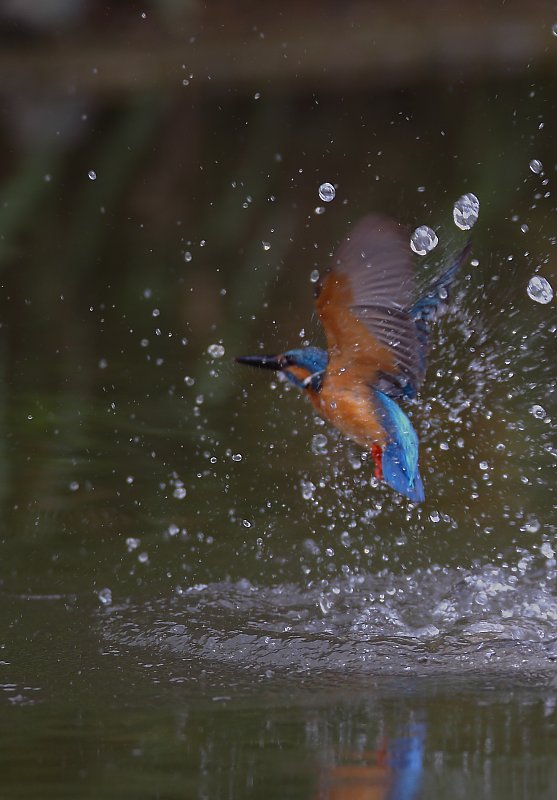 ��̕���