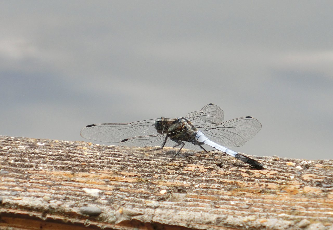 ��̕���