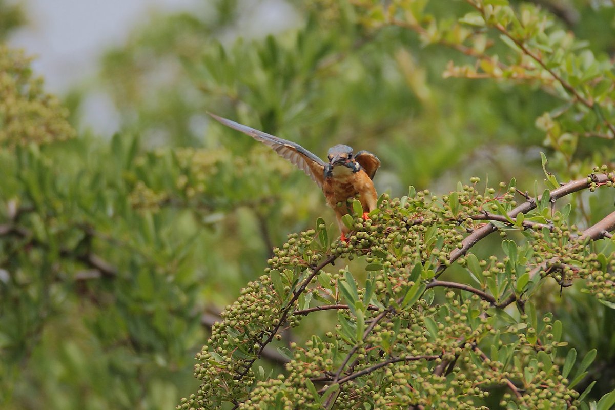 ��̕���