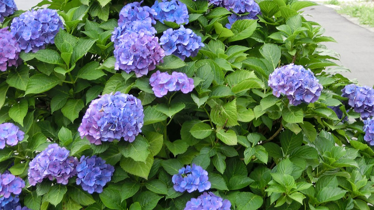 ��̕���