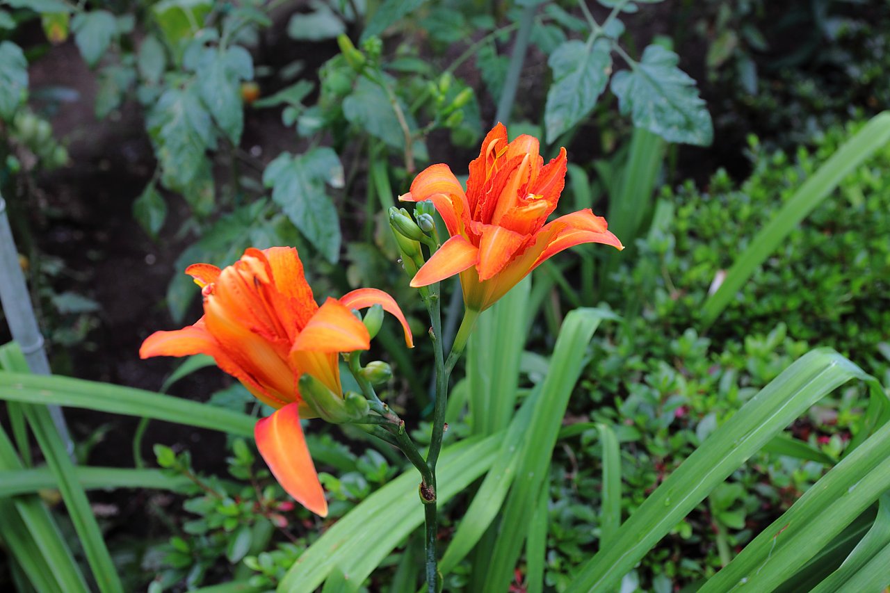 ��̕���