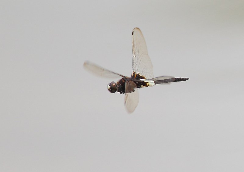 ��̕���