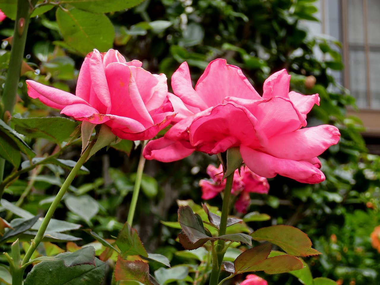 ��̕���