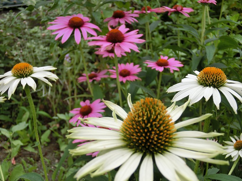 ��̕���