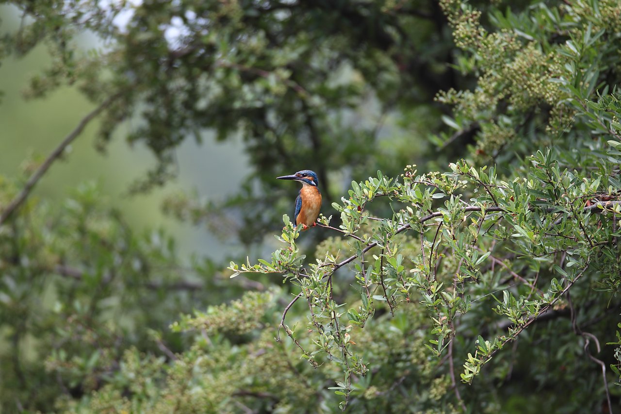 ��̕���