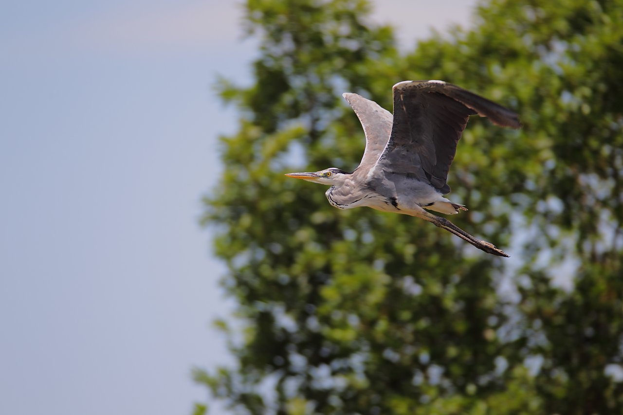 ��̕���