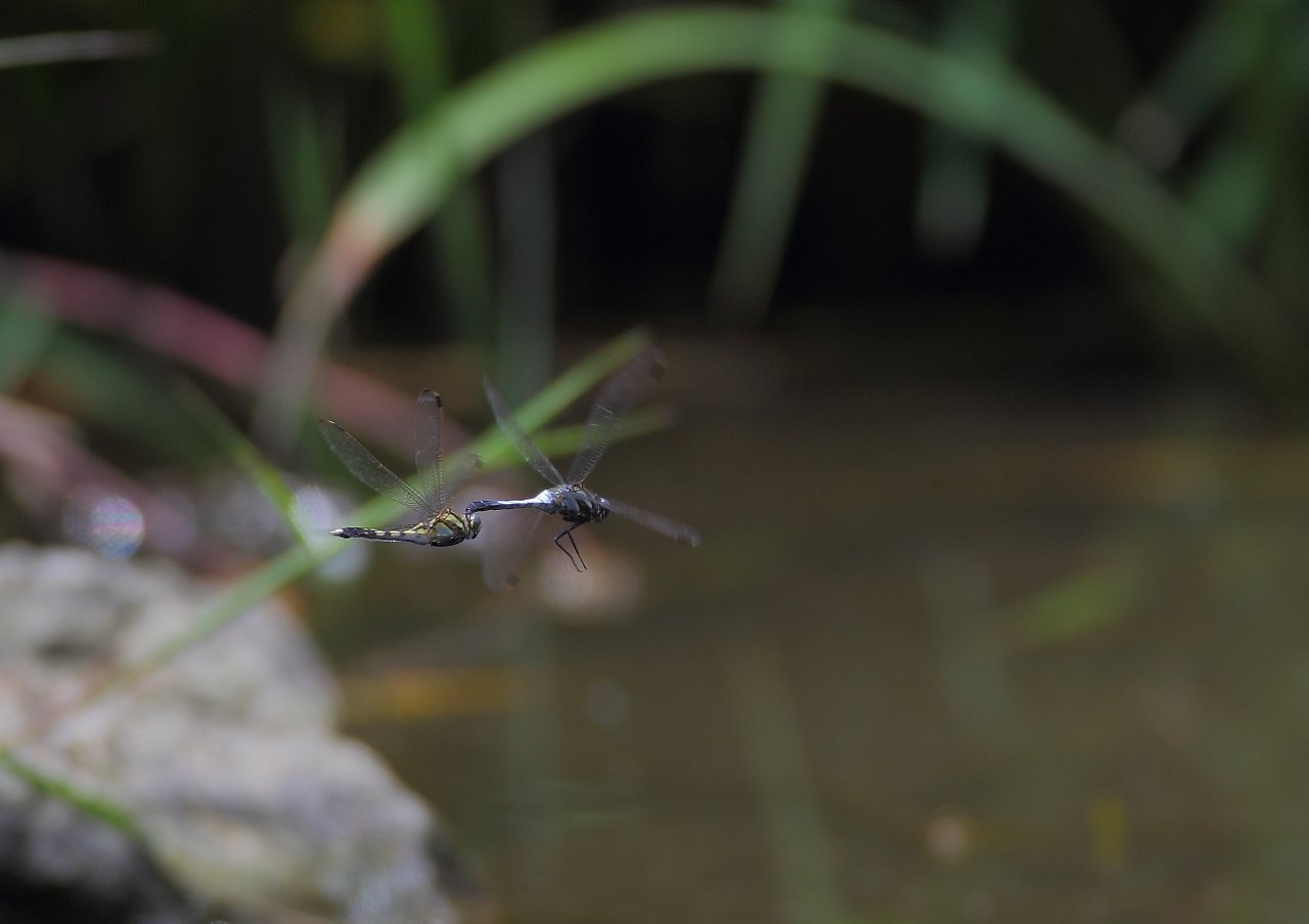 ��̕���