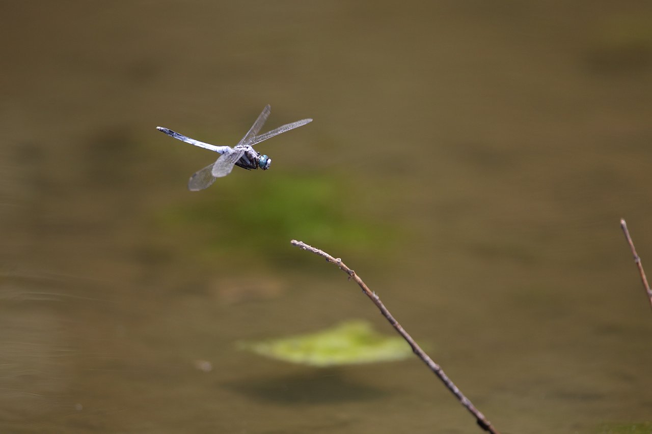 ��̕���