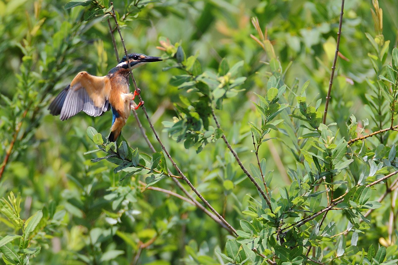 ��̕���