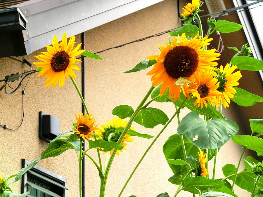 ��̕���