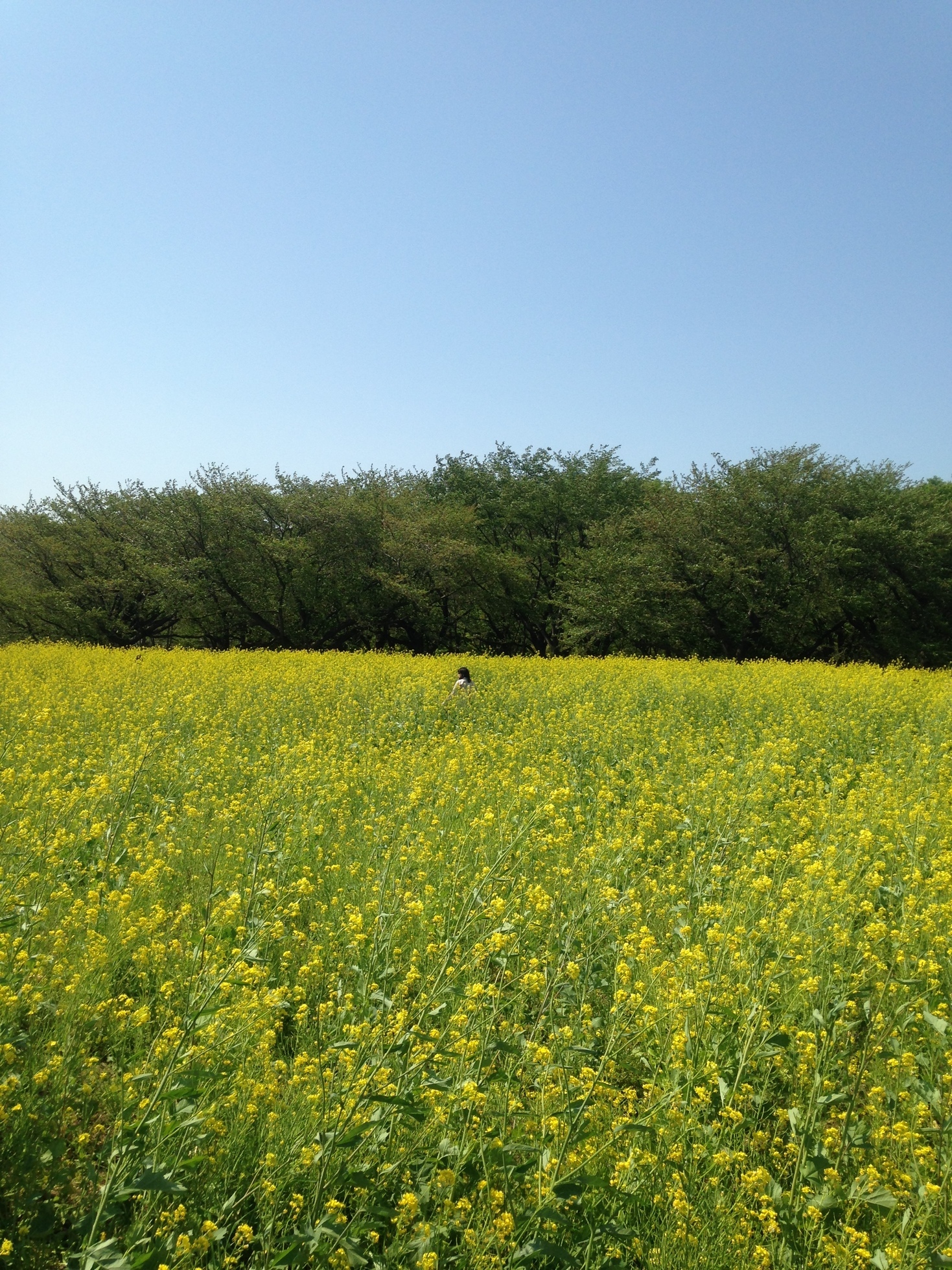 �Z�R���W�X�g�̂ЂƂ育��