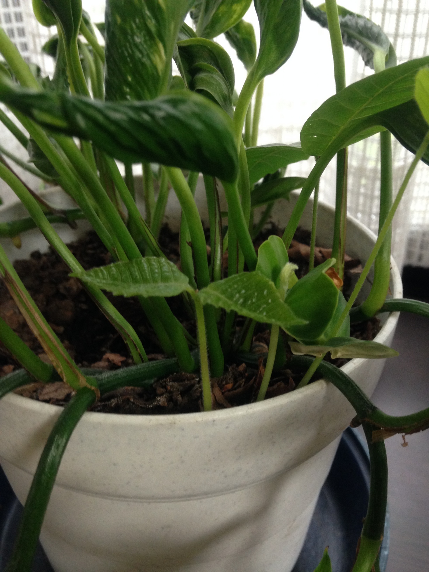 �Z�R���W�X�g�̂ЂƂ育��