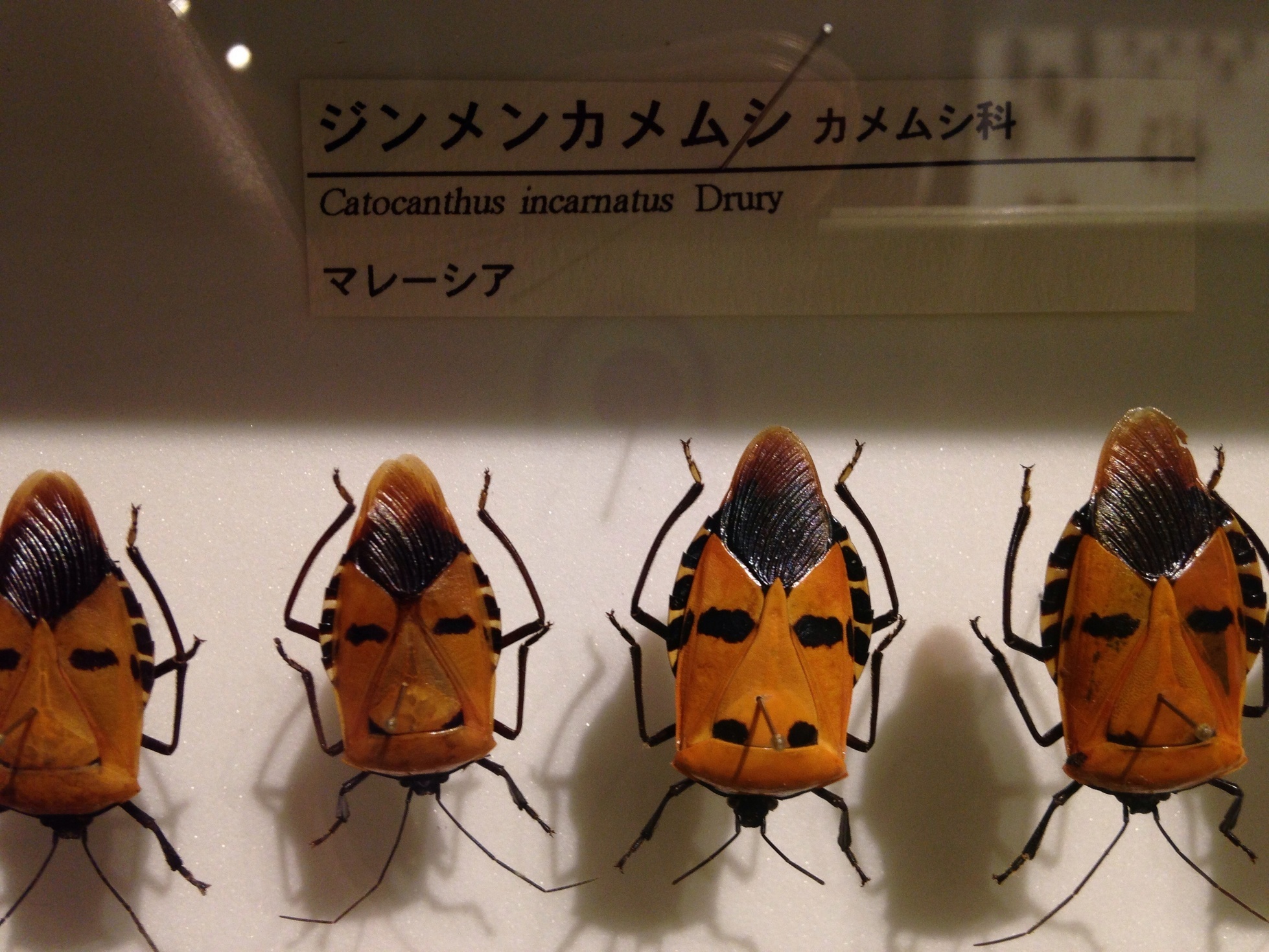 �Z�R���W�X�g�̂ЂƂ育��