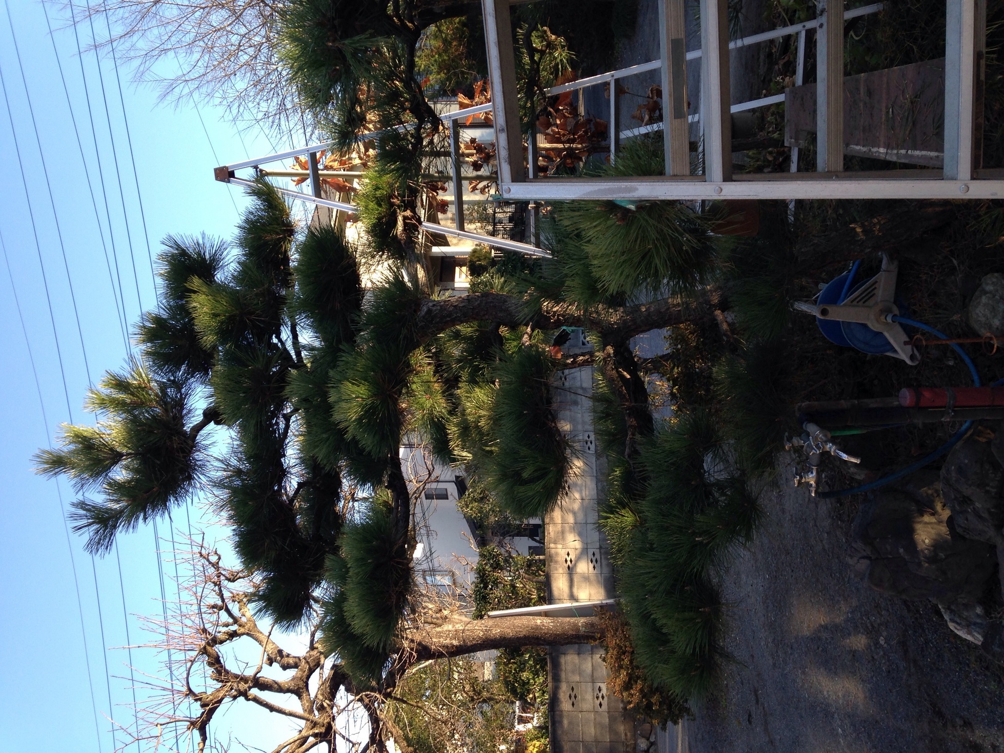 �Z�R���W�X�g�̂ЂƂ育��