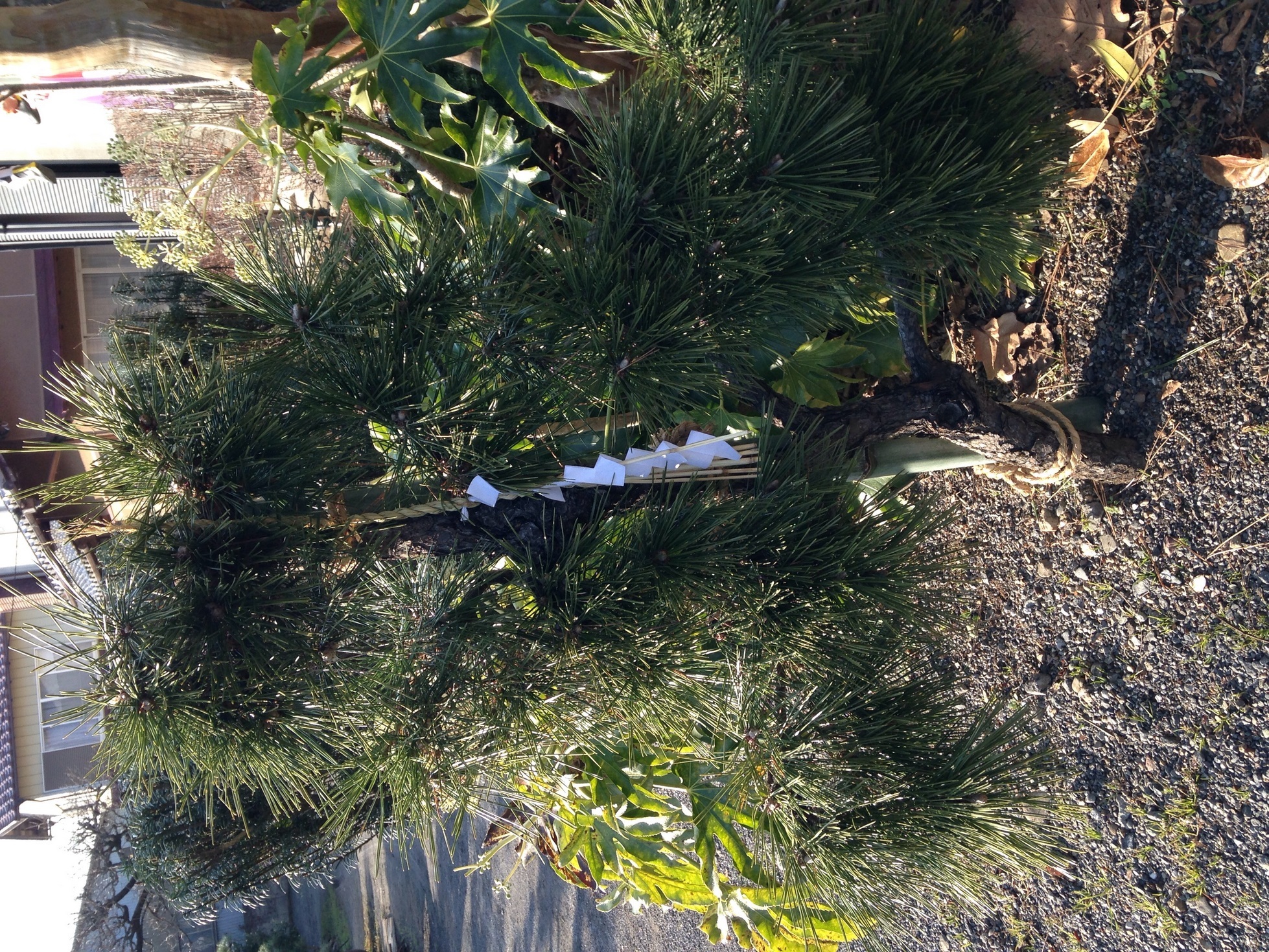 �Z�R���W�X�g�̂ЂƂ育��