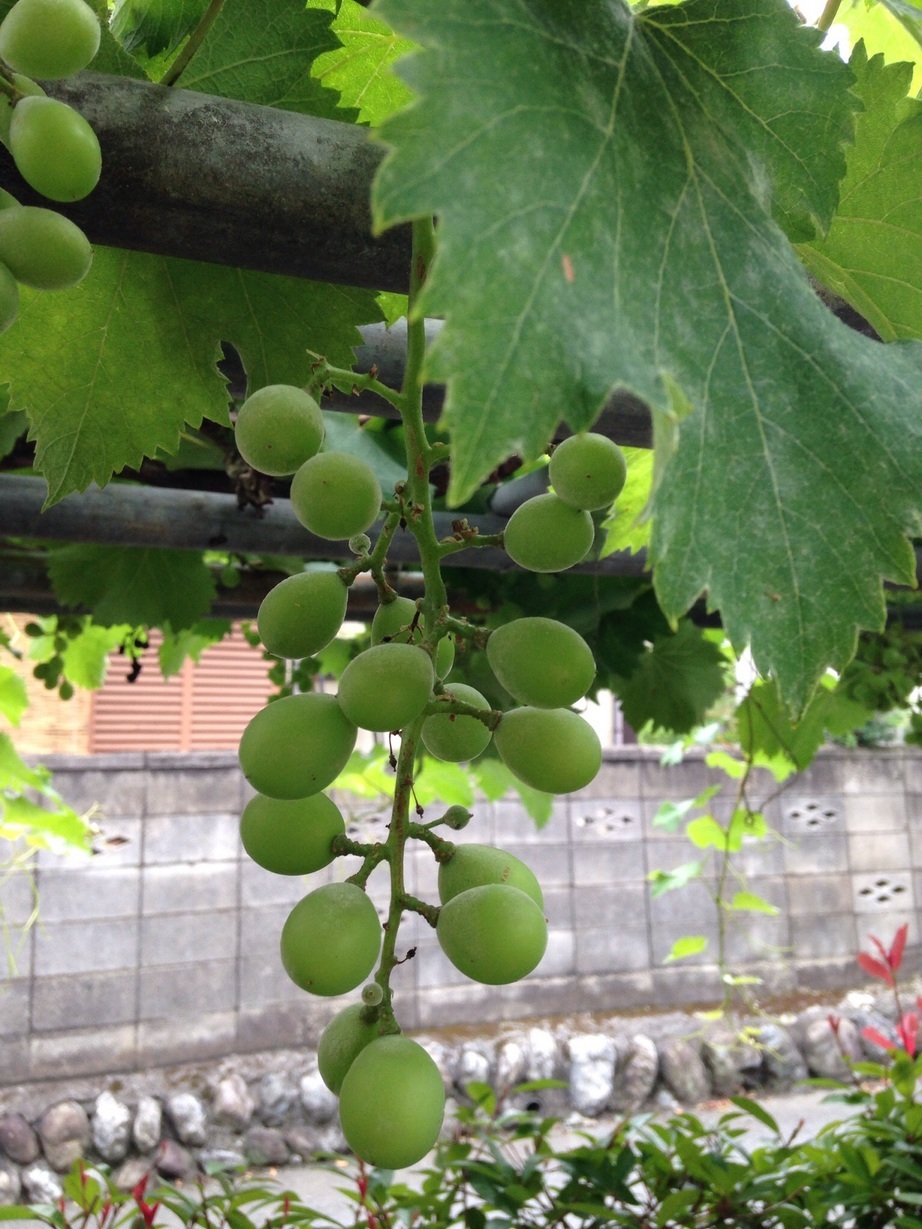 �Z�R���W�X�g�̂ЂƂ育��