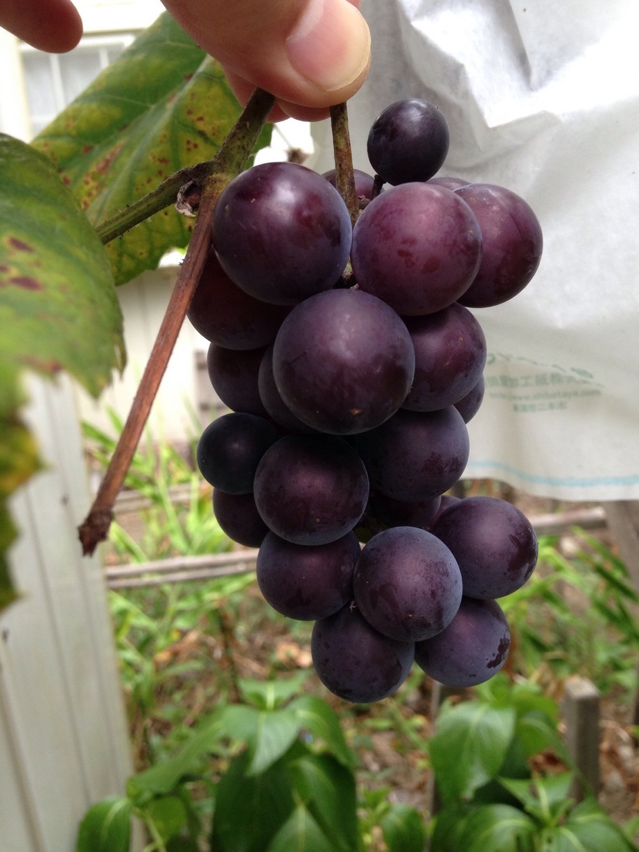 �Z�R���W�X�g�̂ЂƂ育��