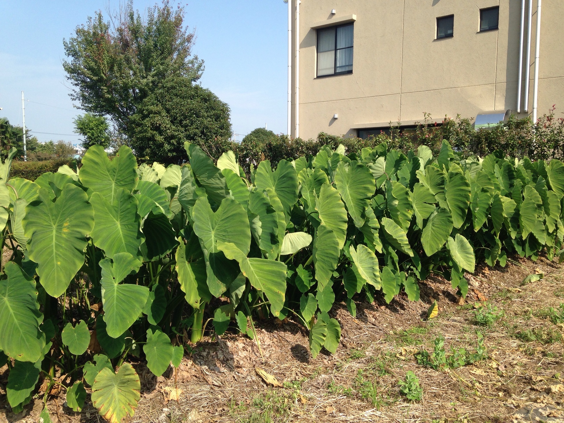 �Z�R���W�X�g�̂ЂƂ育��