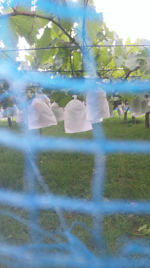 �ł��I�撣��I�Ж삭��_(^o^)�^