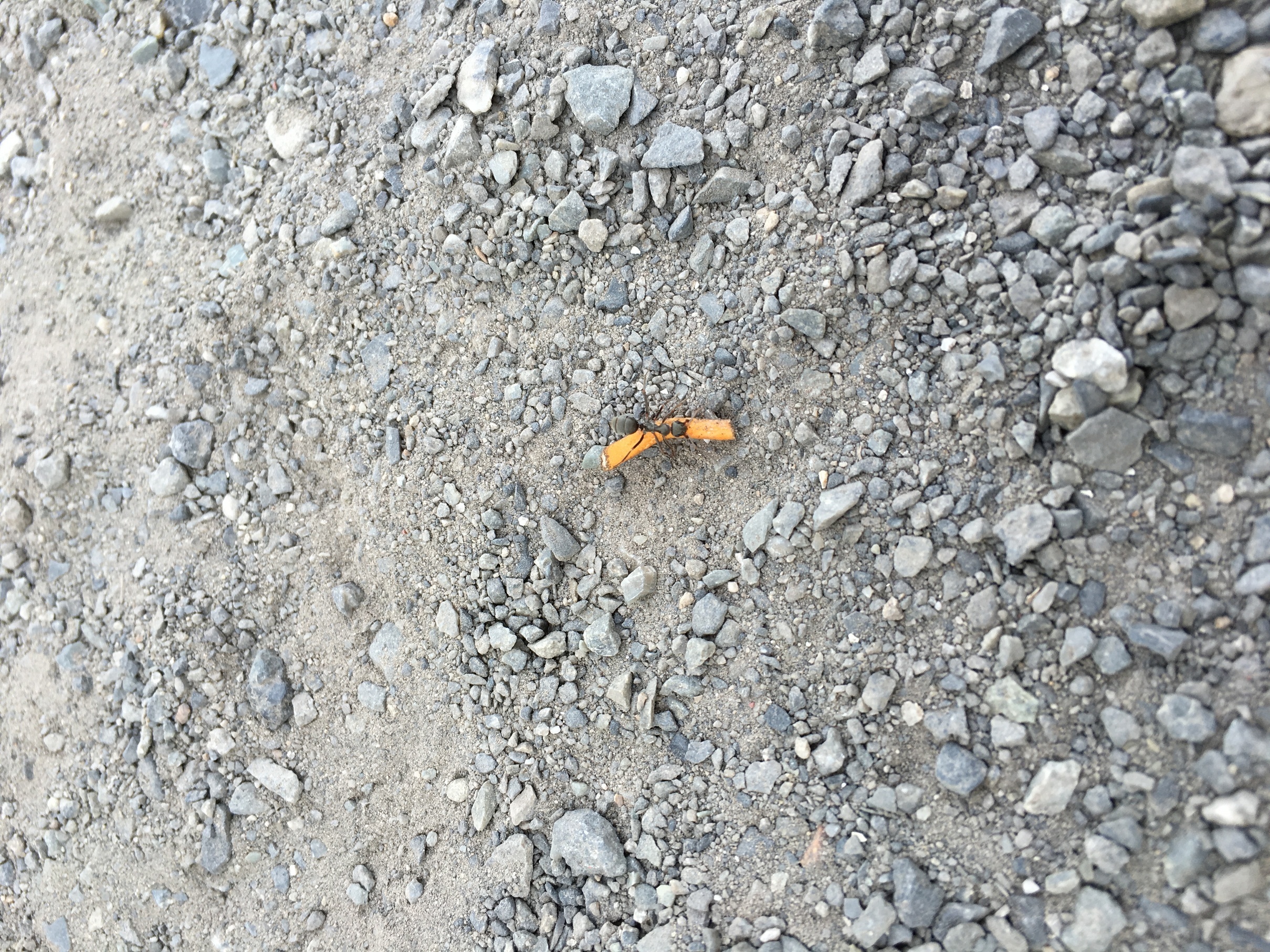 �ł��I�撣��I�Ж삭��_(^o^)�^