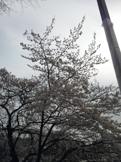 �ł��I�撣��I�Ж삭��_(^o^)�^