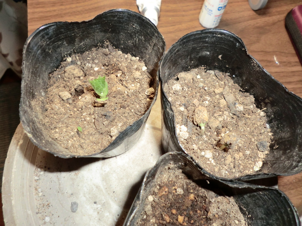 ��]�̕���