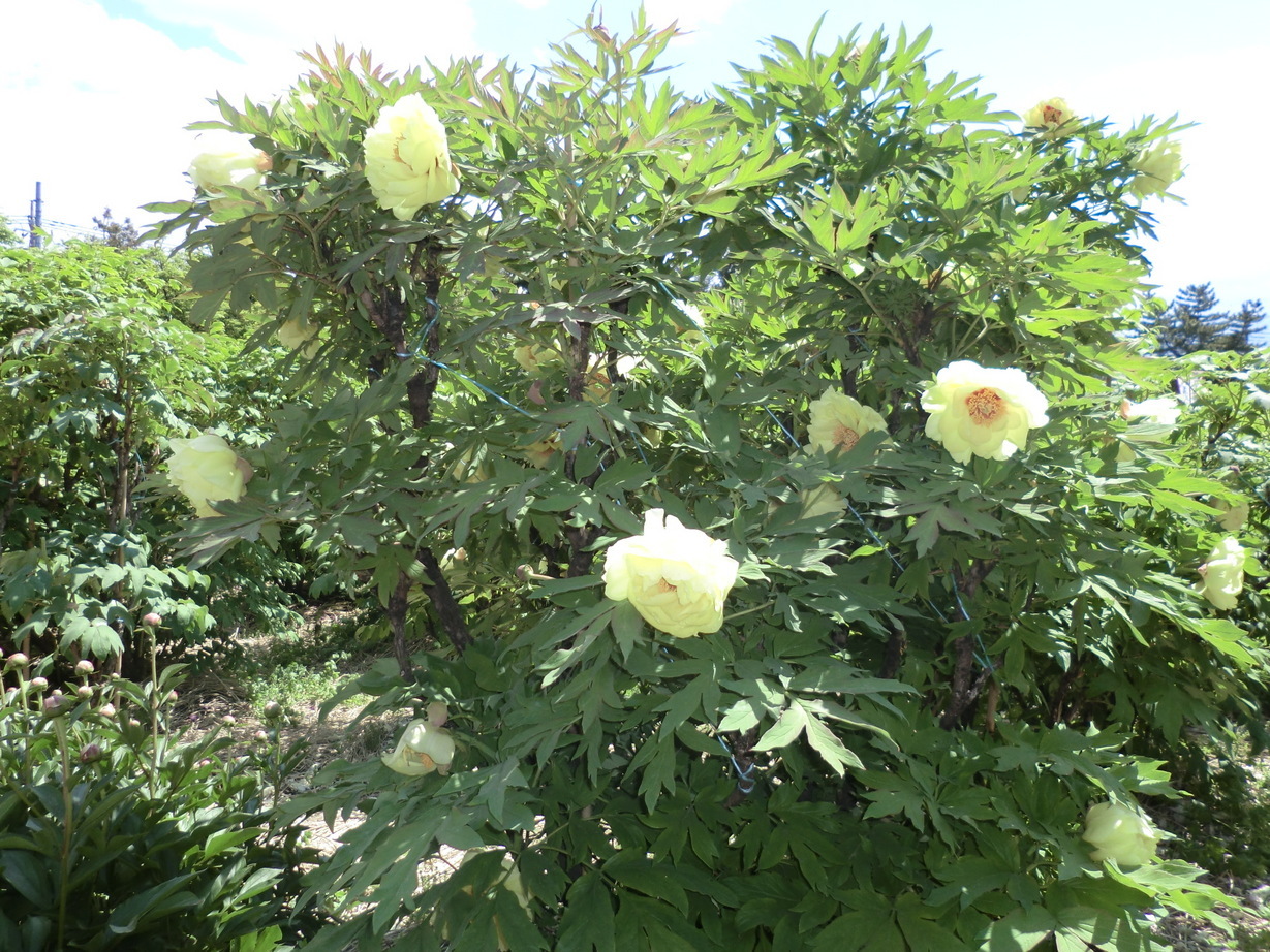 ��]�̕���