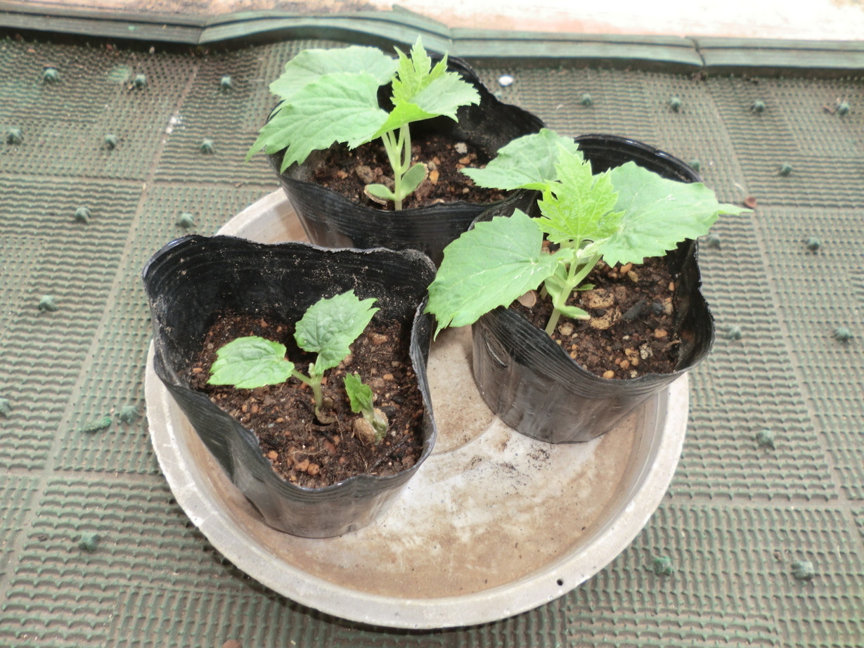 ��]�̕���