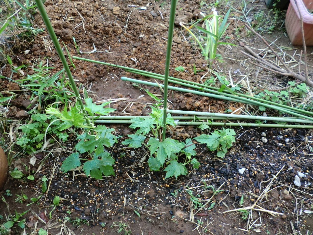 ��]�̕���