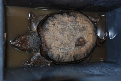 ��]�̕���